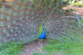 Located in the pairi daiza zoo, guests of the pairi daiza resort get the chance to sleep inside their own animal exhibit. Hd Wallpaper Pairi Daiza Peacock Animals Nature Feathers Wheel Zoo Wallpaper Flare