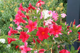 So gelingt die pflege wissenswertes über die dipladenia dipladenia und mandevilla dipladenien schneiden. Dipladenia Mandevilla Sundaville Uberwintern So Geht S