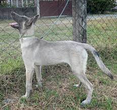 The belgian breed have black ears and mask. Liver Mask Belgian Malinois Belgian Malinois Belgian Malinois Colors Malinois