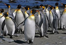 There are 3 ways you can. King Penguins Pictures And Facts