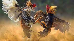 Dalam memilih seekor ayam aduan untuk dijadikan ayam petarung, bagi. Ayam Pukul Mematikan Ko Karakteristik Sisik Kelebihan Melatih