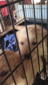 Smart, loving, loyal and loves children and other animals. Golden Retriever Puppies Hwy 87 Kennel Home Facebook