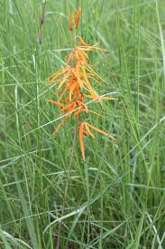 Image result for Orthochilus walleri