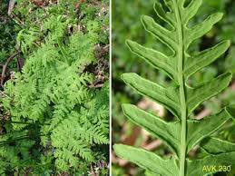 Image result for Histiopteris