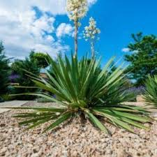 15 Japanese Garden Design Ideas With The Most Zen Yucca Plant Yucca Plant Care Plants
