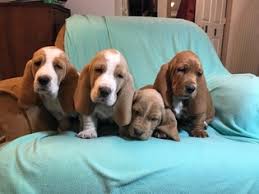 Maybe you would like to learn more about one of these? View Ad Basset Hound Puppy For Sale Near Maryland Darlington Usa Adn 114945
