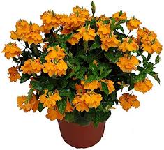 Image result for Crossandra mucronata