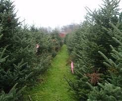 Maybe you would like to learn more about one of these? Home Greenwood Tree Farm