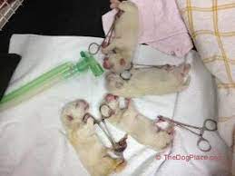 Umbilical Cord Whelping Warning Thedogplace Org