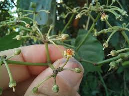 Image result for Cissus petiolata