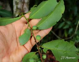 Image result for Peraceae