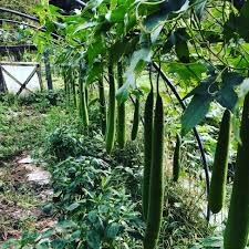 Image result for Luffa acutangula