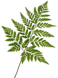 I met with a few florists, but metropolitan offered so much more for the price. Leather Leaf In Bulk Metropolitan Wholesale Ny Nj Metropolitan Wholesale Plant Art Leather Leaf Leaves