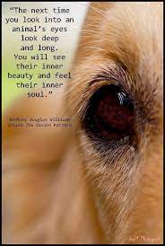 Look Into The Eyes Of A Dog Animal Quotes Animal Lover Dog Quotes