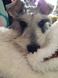 Maybe you would like to learn more about one of these? Pin On Schnauzer Love