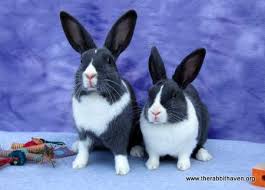 Every rabbit needs a friend. Bonding Finding A Friend For Your Rabbit The Rabbit Haven