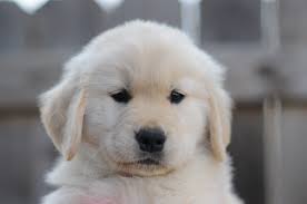 Check spelling or type a new query. Home Page Scion Golden Retrievers Golden Retriever Breeder In Texas