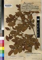 Image result for Grewia retinervis