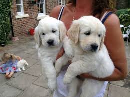 The mother is a beautiful deep red american, and the father is a beautiful white english cream!. Akc Golden Retriever Puppies 8 Weeks Old Columbus Junction Golden Retriever Puppy Growth And Develo Golden Retriever Retriever Puppy Labrador Puppies For Sale