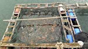 Hasil gambar untuk gambar budidaya ikan maa dijaring apung