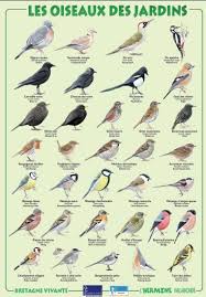 Courrier Isabelle Deblois Outlook Nature Animals Bird Garden Animals
