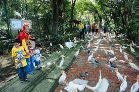 One can reach here by hiring taxis or by boarding buses taman burung kuala lumpur, literally kuala lumpur bird park, is a unique habitat of birds in the capital of malaysia. Nature Tour Kuala Lumpur Bird Park Butterfly Farm And Taman Orkid Placepass