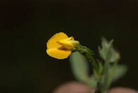 Image result for Zornia pratensis