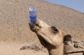 Camels are capable of surviving without water for over a week! It Is Not Water That Is Stored In Camel Bumps What Is The Mechanism By Which Camels Endure Life In The Harsh Desert Gigazine