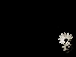 Jul 12, 2017 · return to the home screen, tap the settings icon, and select brightness & wallpaper. Black Flower Backgrounds Wallpaper 1024x768 22621