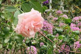 Remember, not all bugs are evil and many are necessary to maintain garden keep weeds at bay, plants pruned and mulch for healthy soil. What To Plant With Roses In The Garden