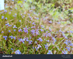 Image result for Murdannia semiteres