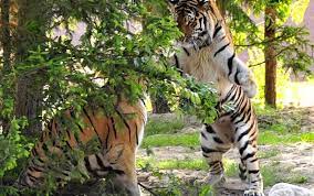Sie können zoologischer garten eberswalde unter der telefonnummer 03334 22733 kontaktieren. Zoologischer Garten Eberswalde Barnimer Land Eberswalde
