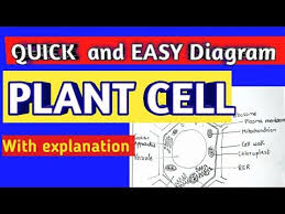 Plant cells are eukaryotic cells present in green plants, photosynthetic eukaryotes of the kingdom plantae. Plant Cell Diagram With Explanation Class9 Cbse Icse Letslearnsomethingtoday Biology Plantcell Youtube Plant Cell Diagram Cell Diagram Plant Cell