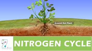 Nitrogen is an essential nutrient for plants. Nitrogen Cycle Youtube