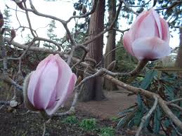 Image result for Magnolia sargentiana