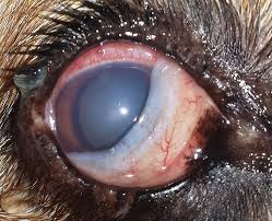 Aug 06, 2015 · dogs that develop anterior uveitis (inflammation of the iris) may also show signs of eye pain. Acute Glaucoma A True Emergency Today S Veterinary Practice