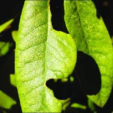 Leaves on affected branches wilt as affected branches die. Azalea Bark Scale Sooty Mold Is Also Present On Bark Download Scientific Diagram