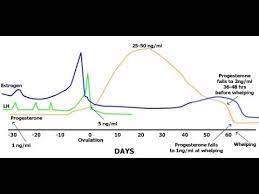 Using new generation of dramiński dog ovulation detector is very intuitive and shows you the current function of every key on the screen. Canine Ovulation Detector Test Draminski Successful Youtube