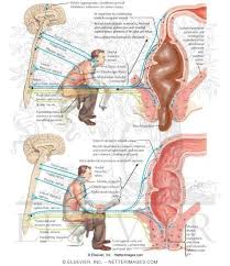 Image result for Defecation