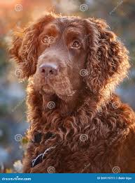 Image result for curly coated retrívr