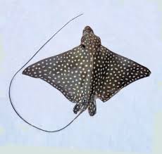 Mature spotted eagle rays can reach the length up to 5 meters. Spotted Eagle Ray Mexico Fish Birds Crabs Marine Life Shells And Terrestrial Life