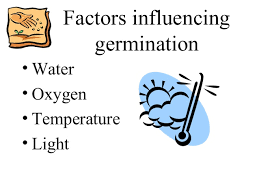 The formation of the seed is part of the process of reproduction in seed plants, the spermatophytes. Seeds Parts Germination Dispersal And Its Agents Videos And Examples