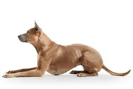 Maybe you would like to learn more about one of these? Thai Ridgeback Dog Breed Information American Kennel Club