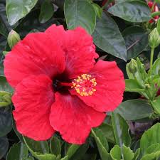 Image result for Hibiscus Red 2015 Vito