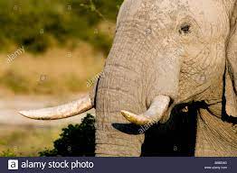 Elefant Nahaufnahme Stockfotos Und Bilder Kaufen Alamy