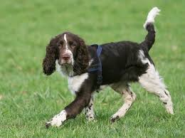 Growth English Springer Spaniel Puppy Weight Chart English