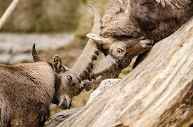 The best part about having a capricorn friend is that they are always willing to help you learn a new skill, a new practice, or a quick life hack to make your life easier. Capricorn Compatibility Who Is Your Best Match