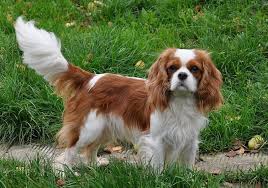 Cavalier King Charles Spaniel Bikopek Com