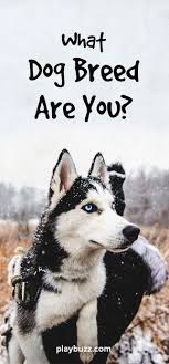 What Dog Breed Are You Dog Quiz Dog Breed Quiz Dog Quizzes