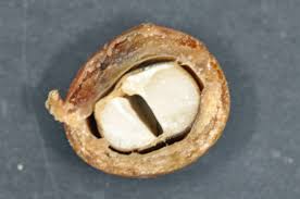 Image result for Xanthocercis